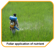 foliar application of nutrients